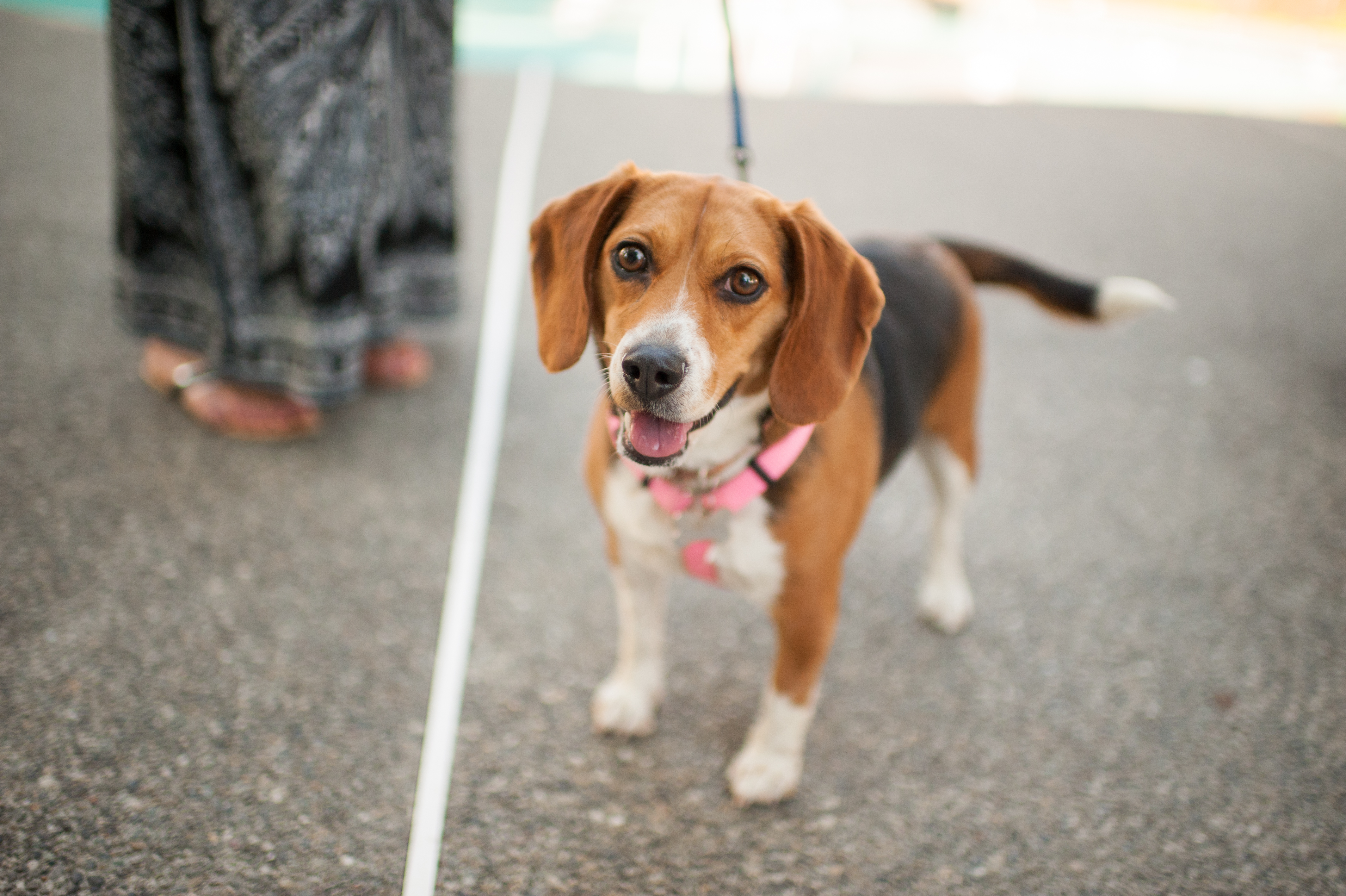 seattle wedding dog