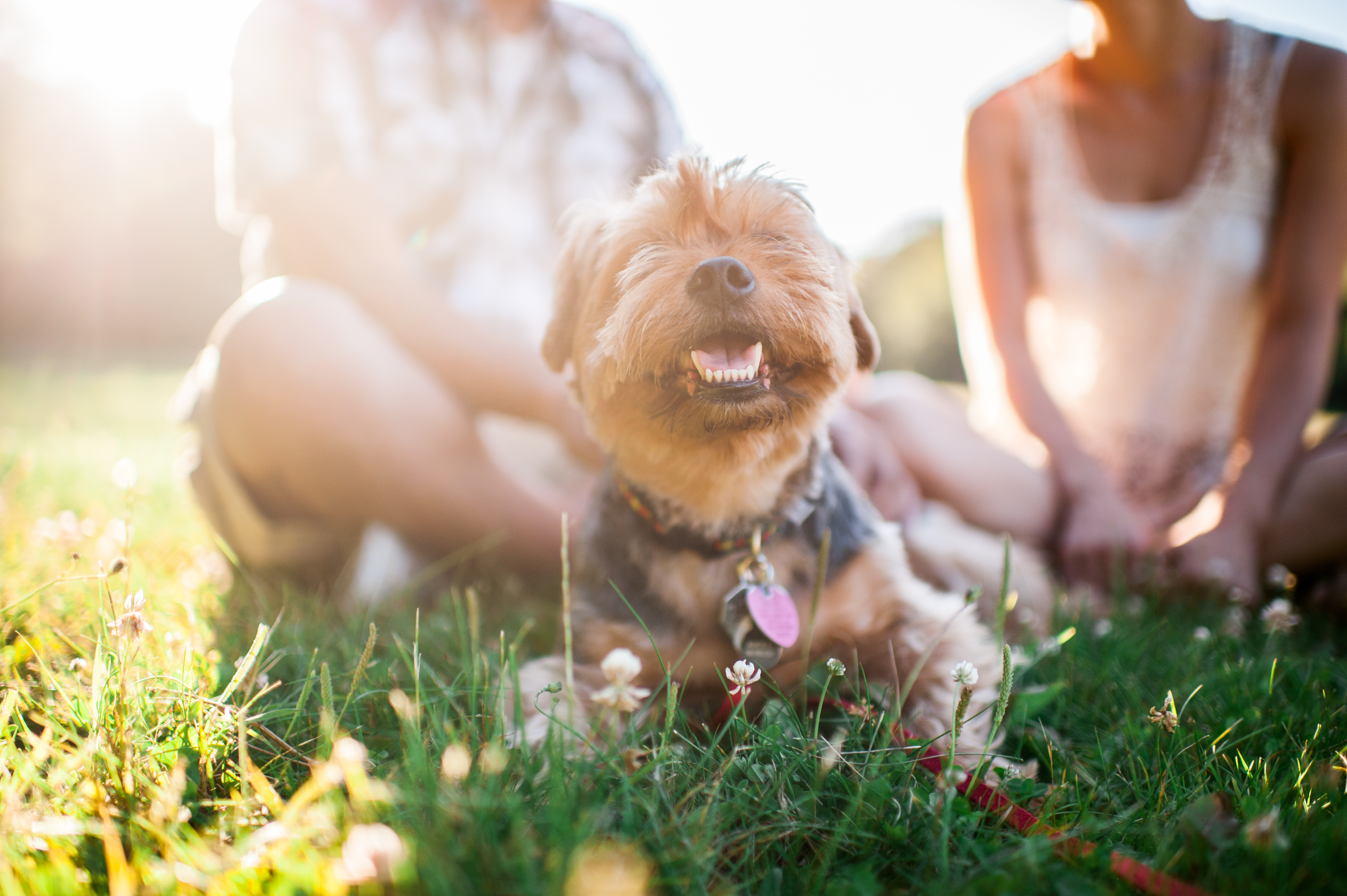 seattle engagement photography dogs