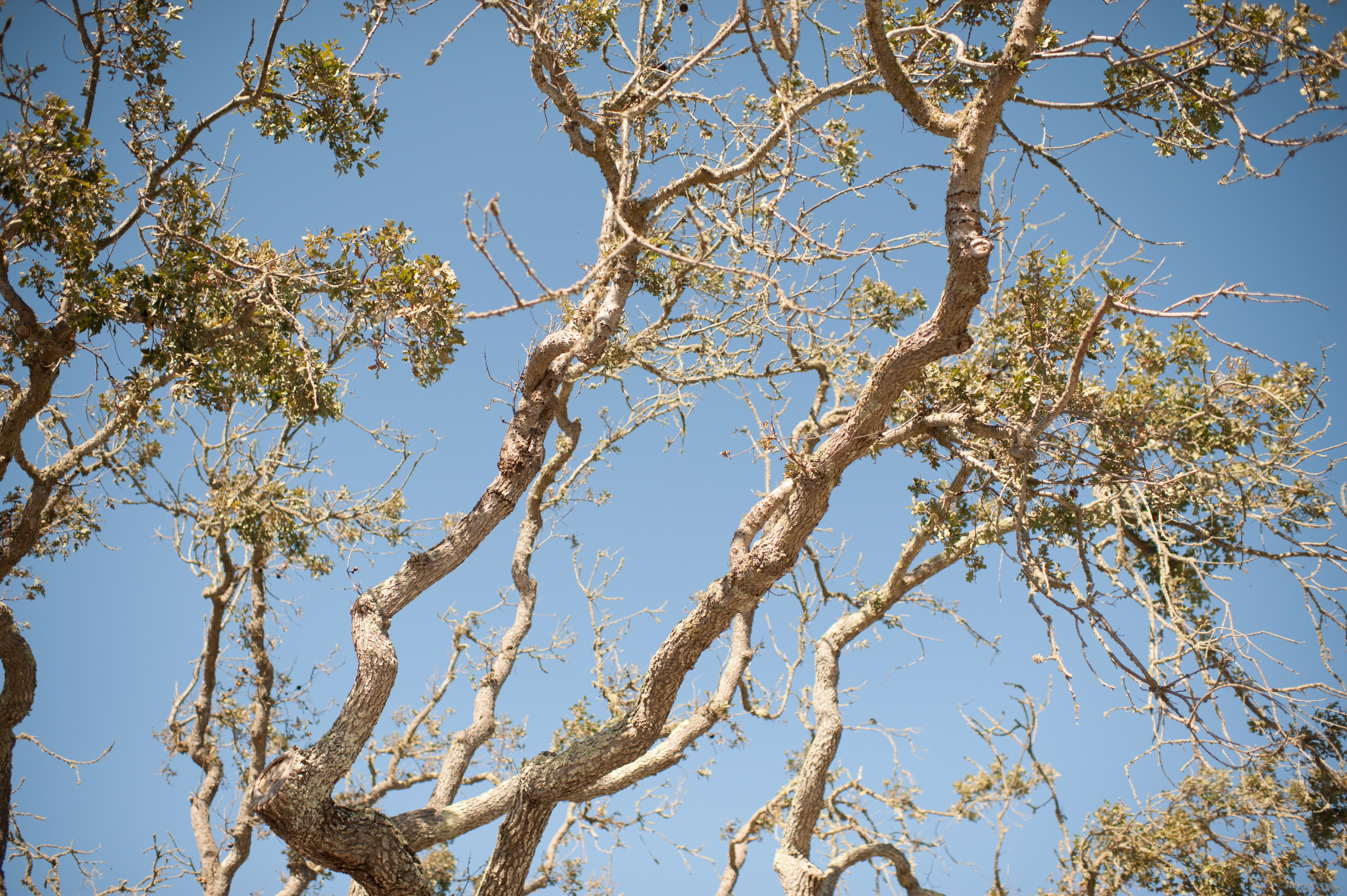 carmel valley wedding photography