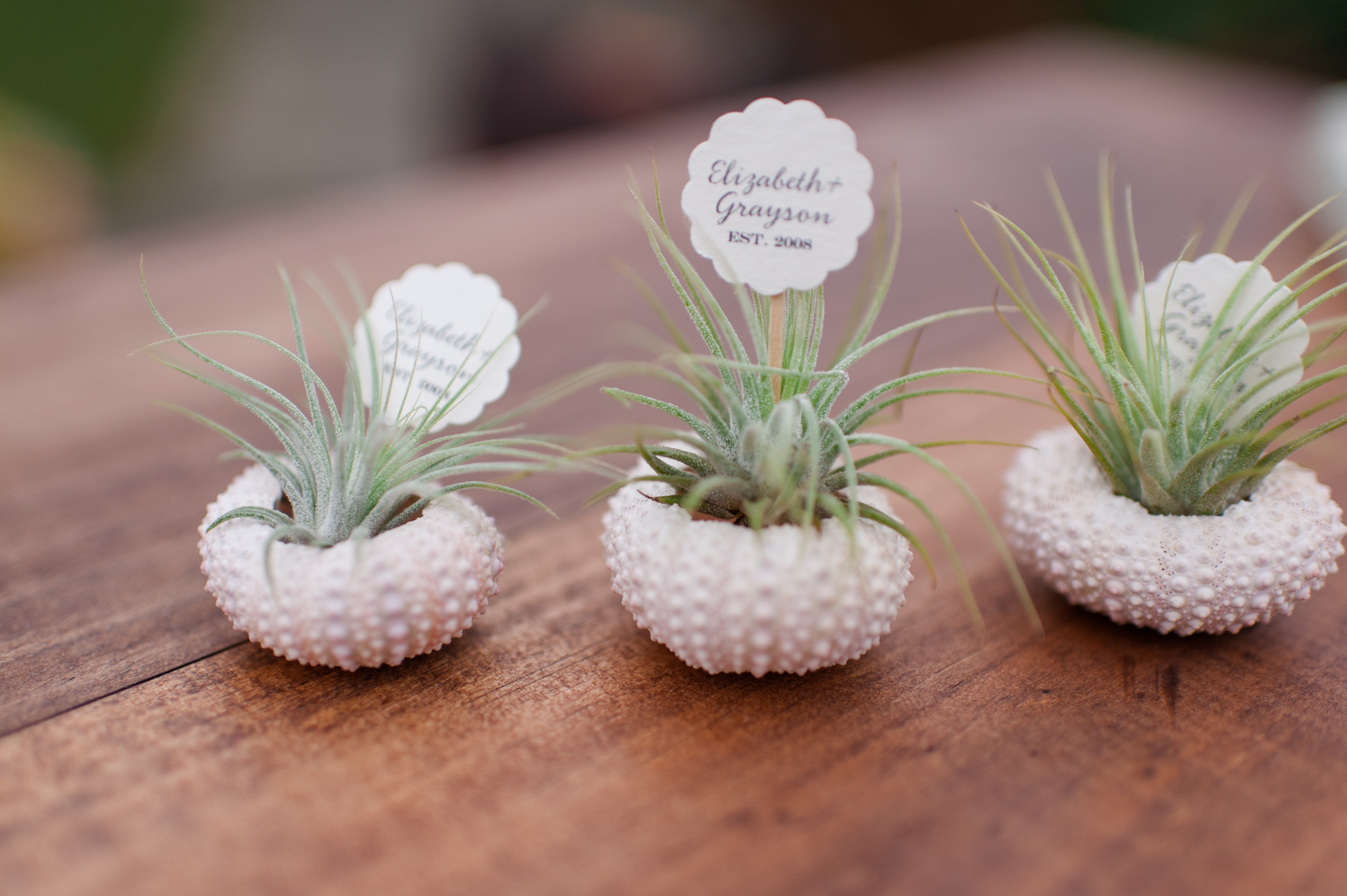 air plant wedding favors