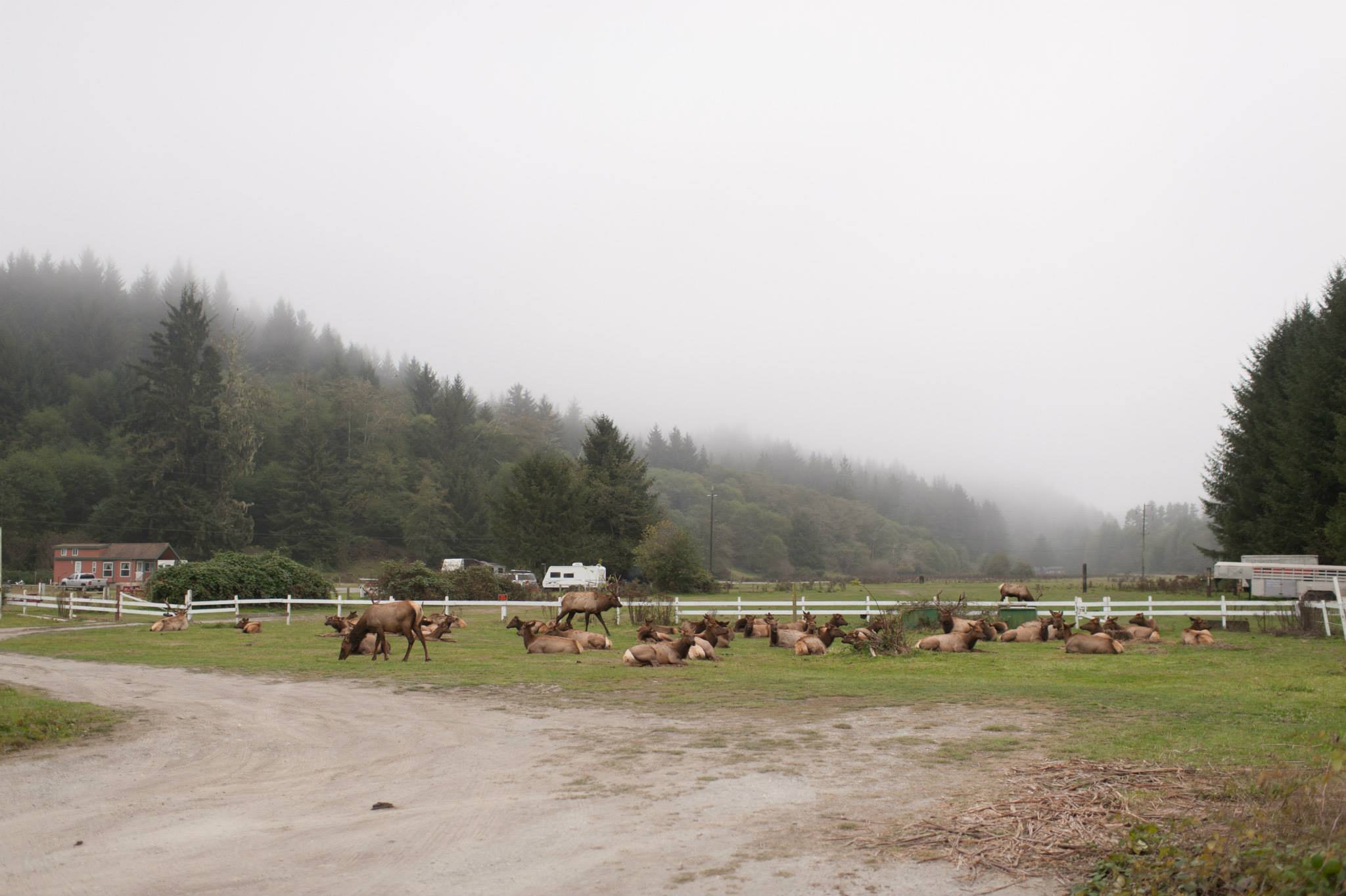 Elk in northern california