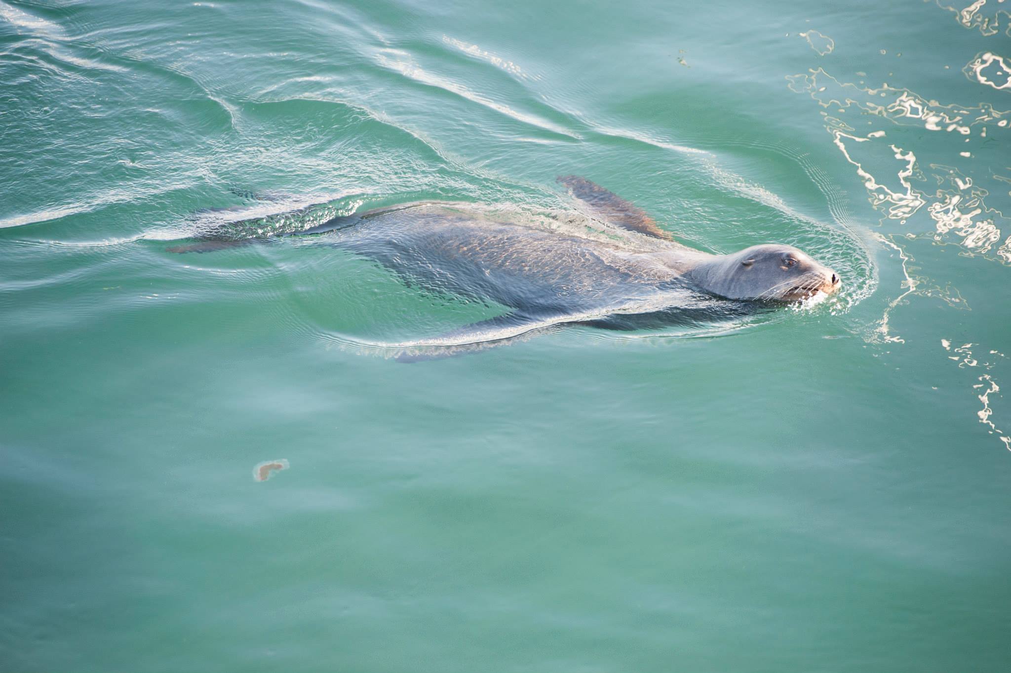 california Seal photography