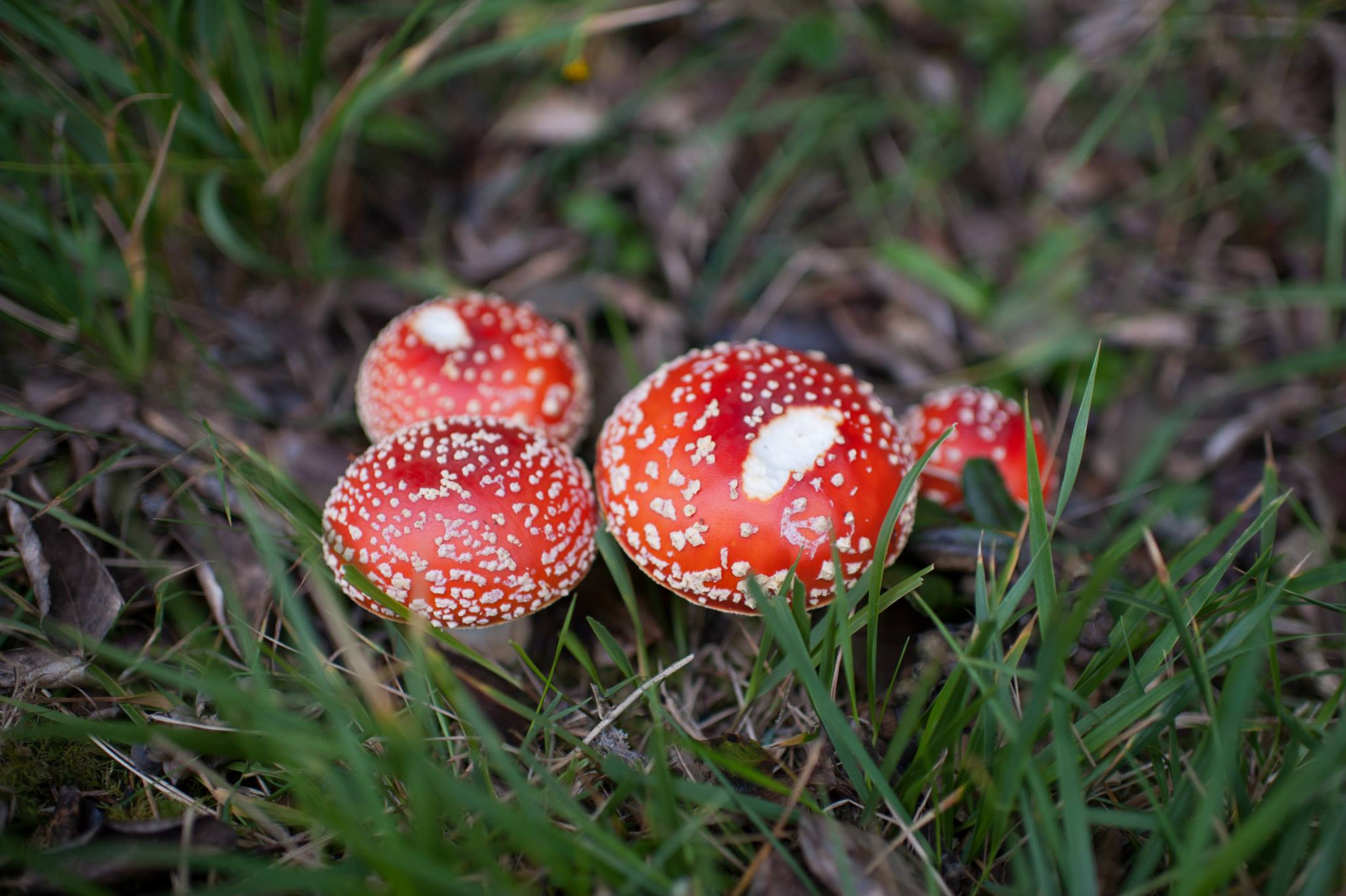 red mushrooms turtle rock trinidad