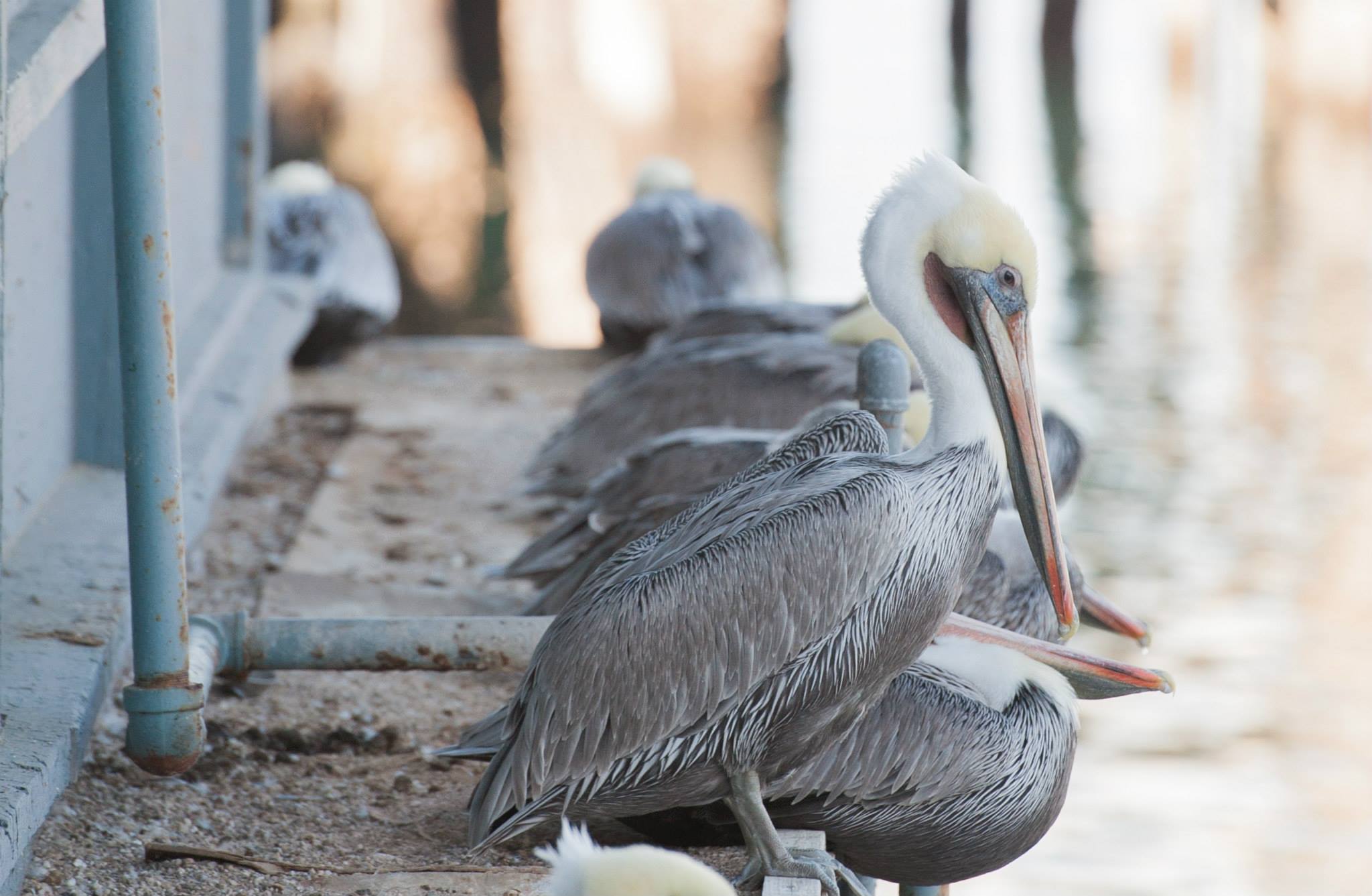 Pelican Montery CA