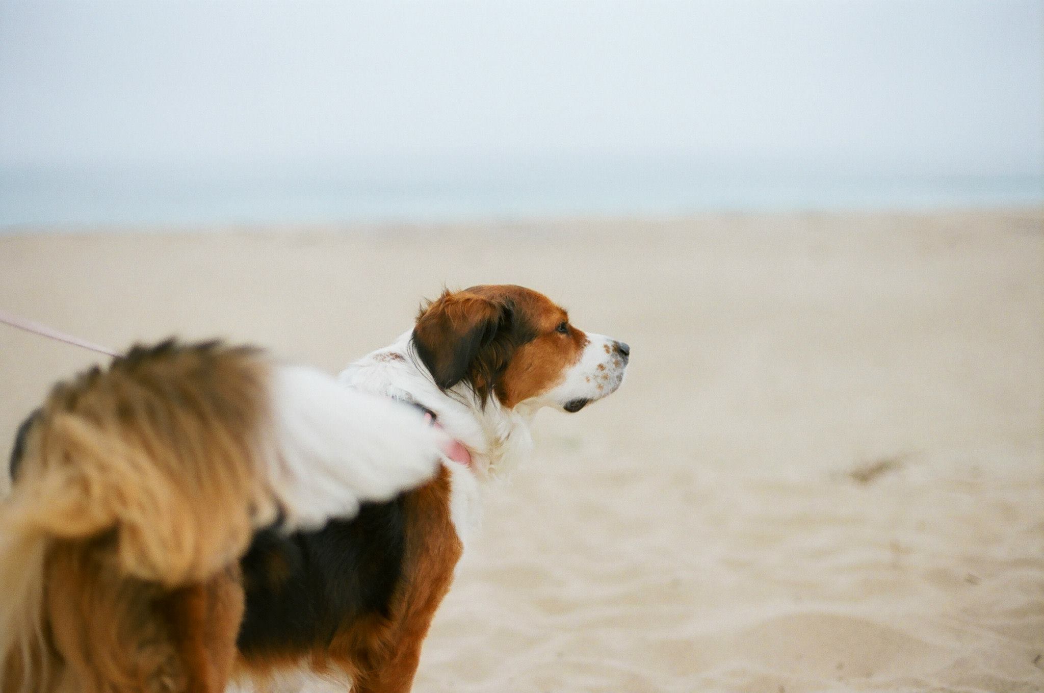 dog monterey beach california