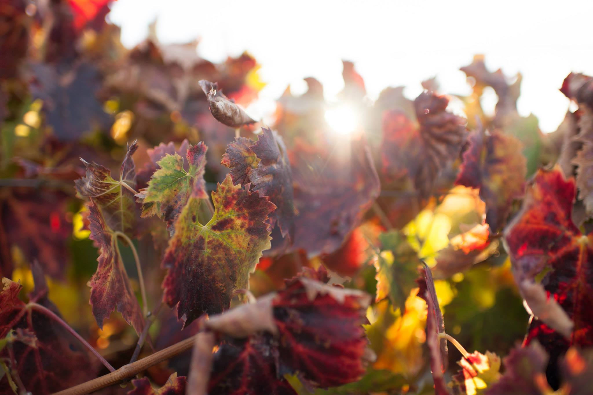 Sonoma Ca vineyard grape leaves