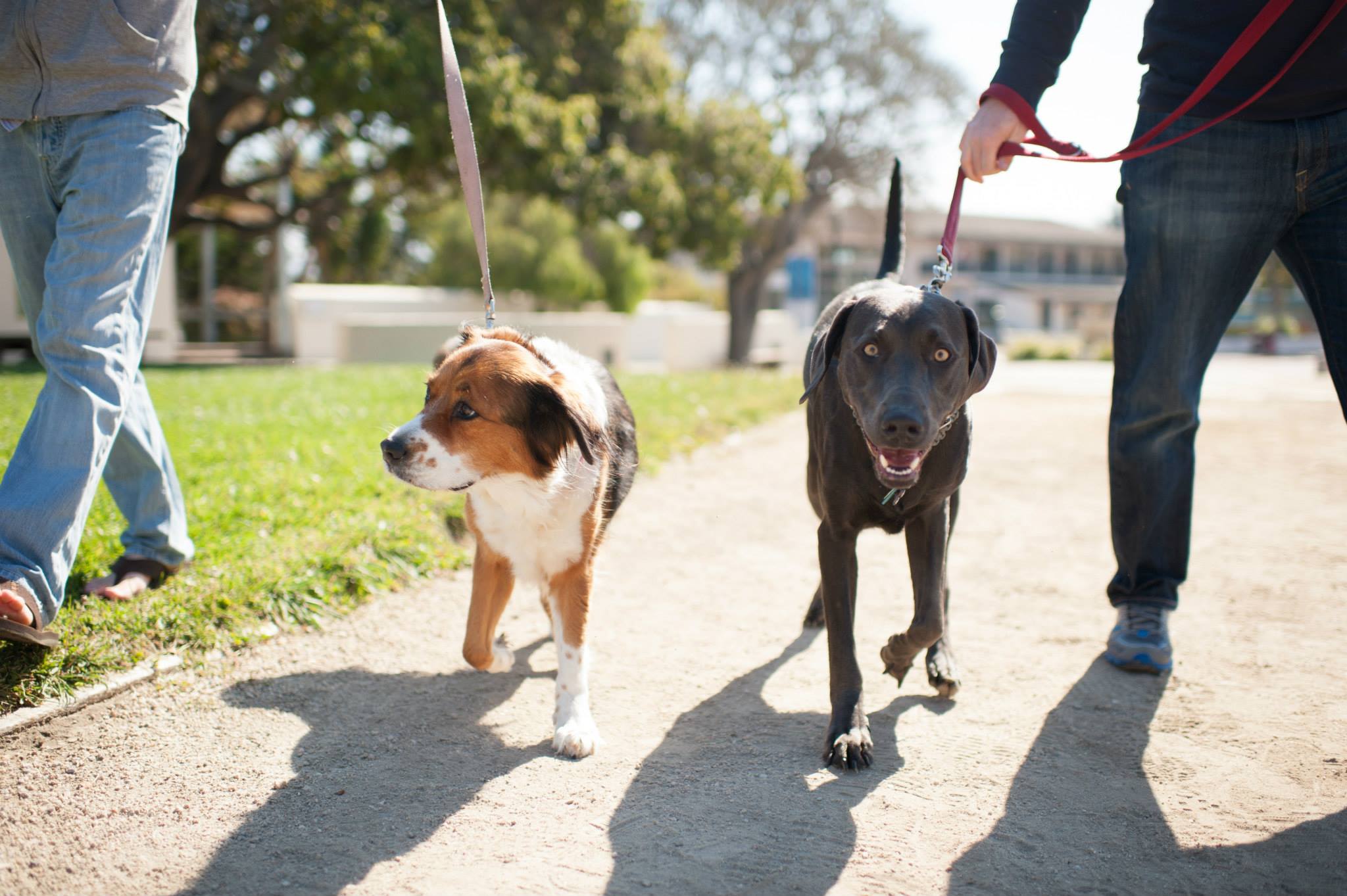 monterey california dogs