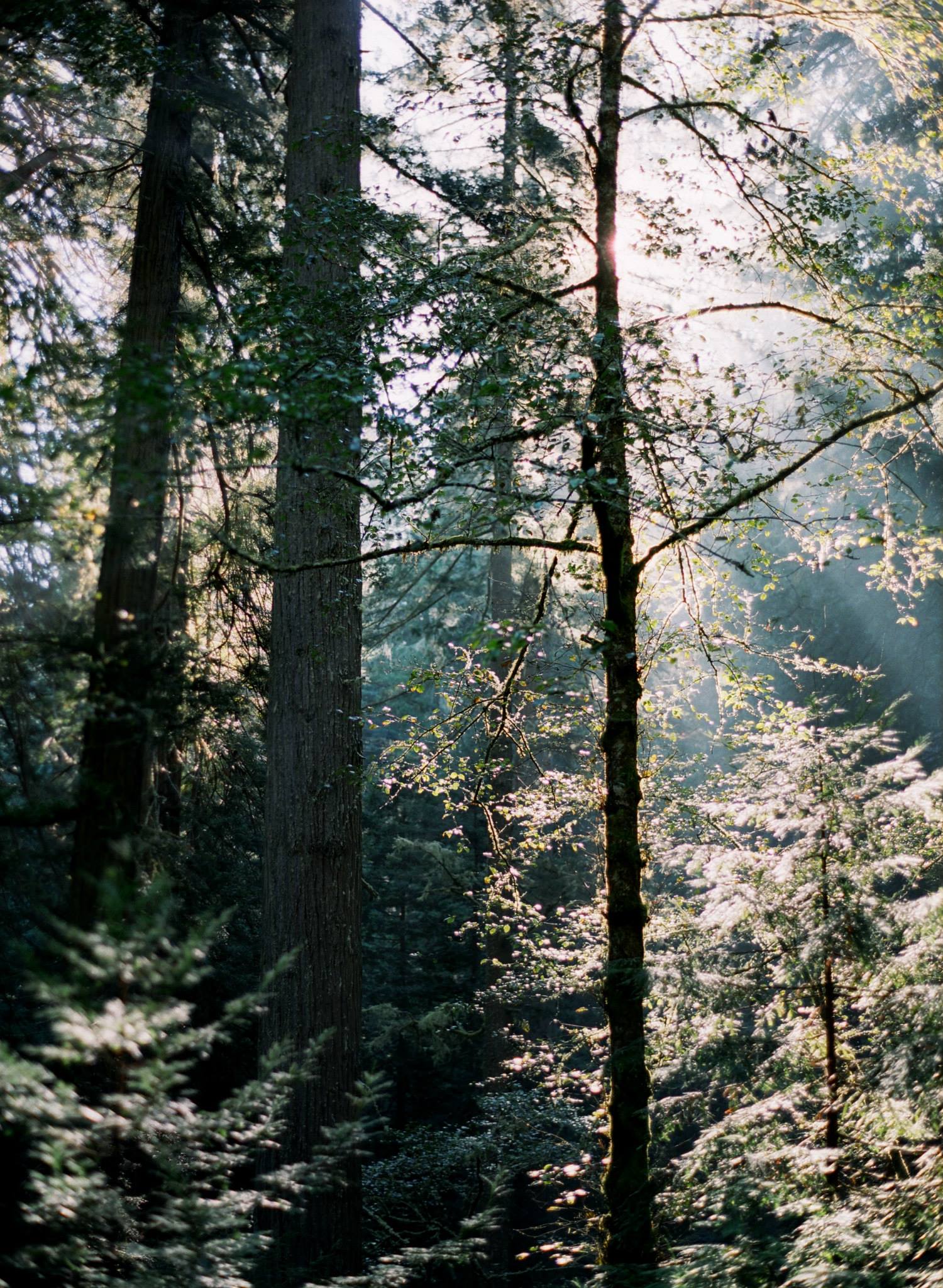 a wedding photographers film photos in the redwoods