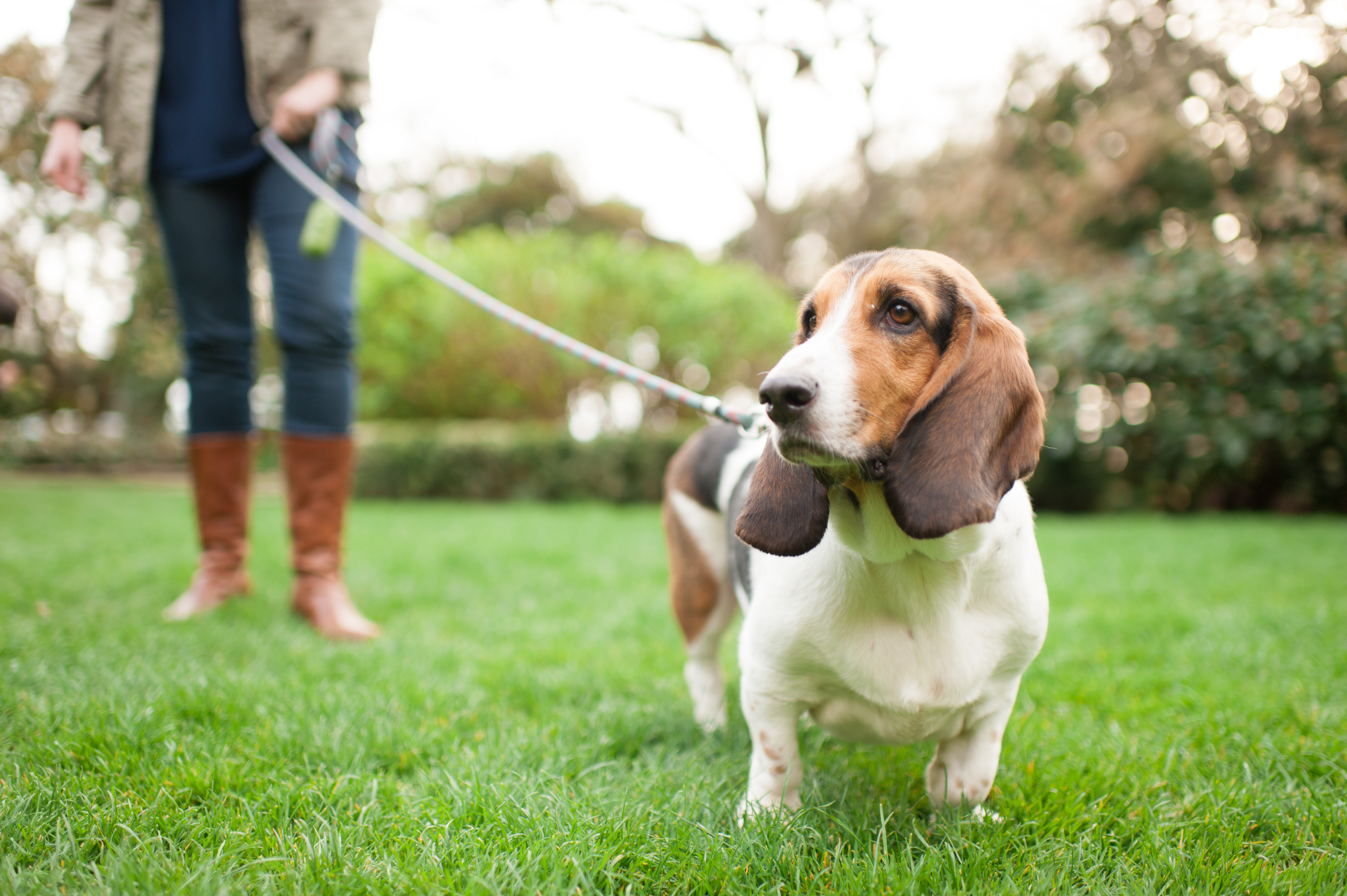 basset hound seattle photography