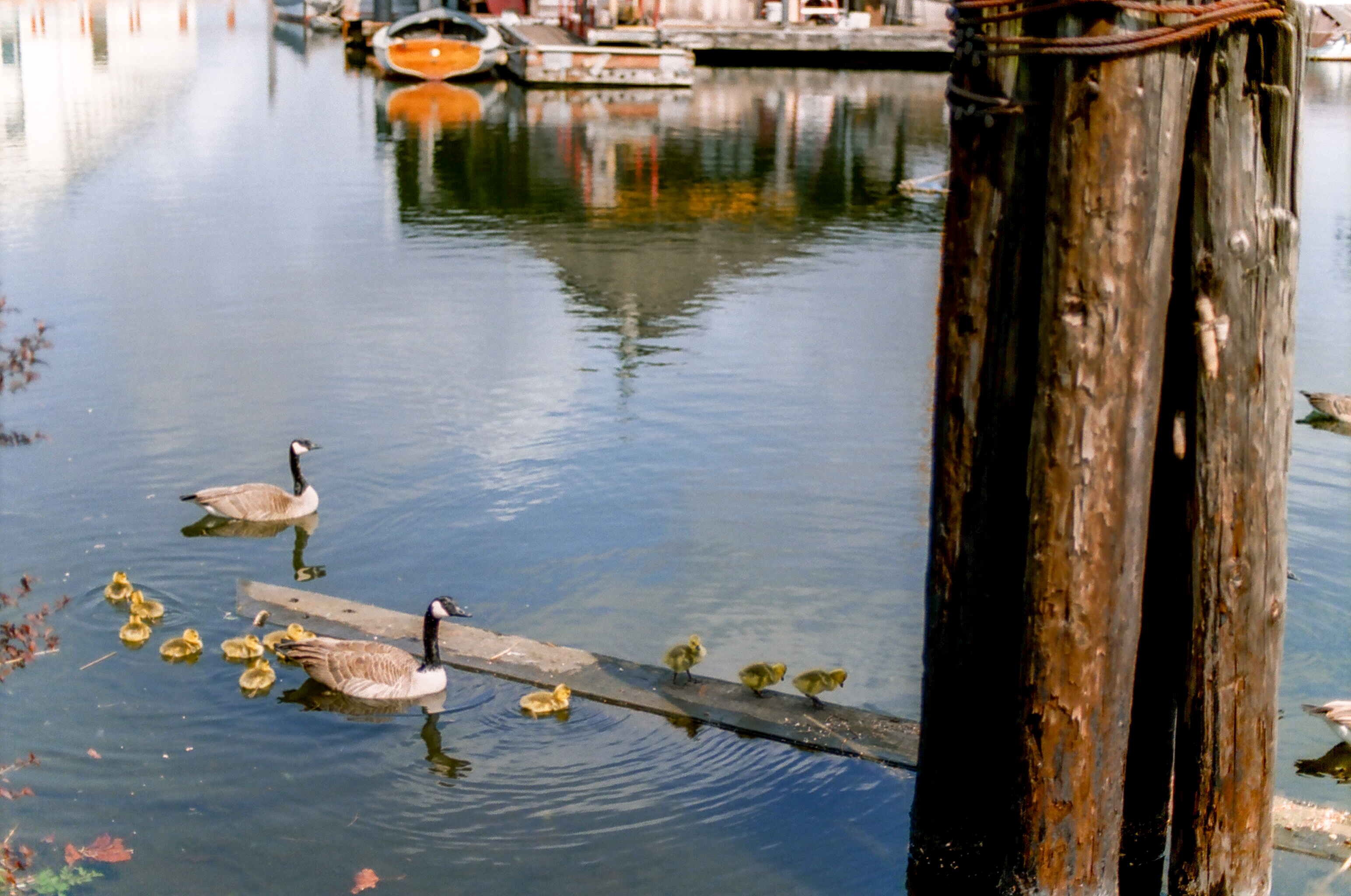 baby geese south lake union seattle 