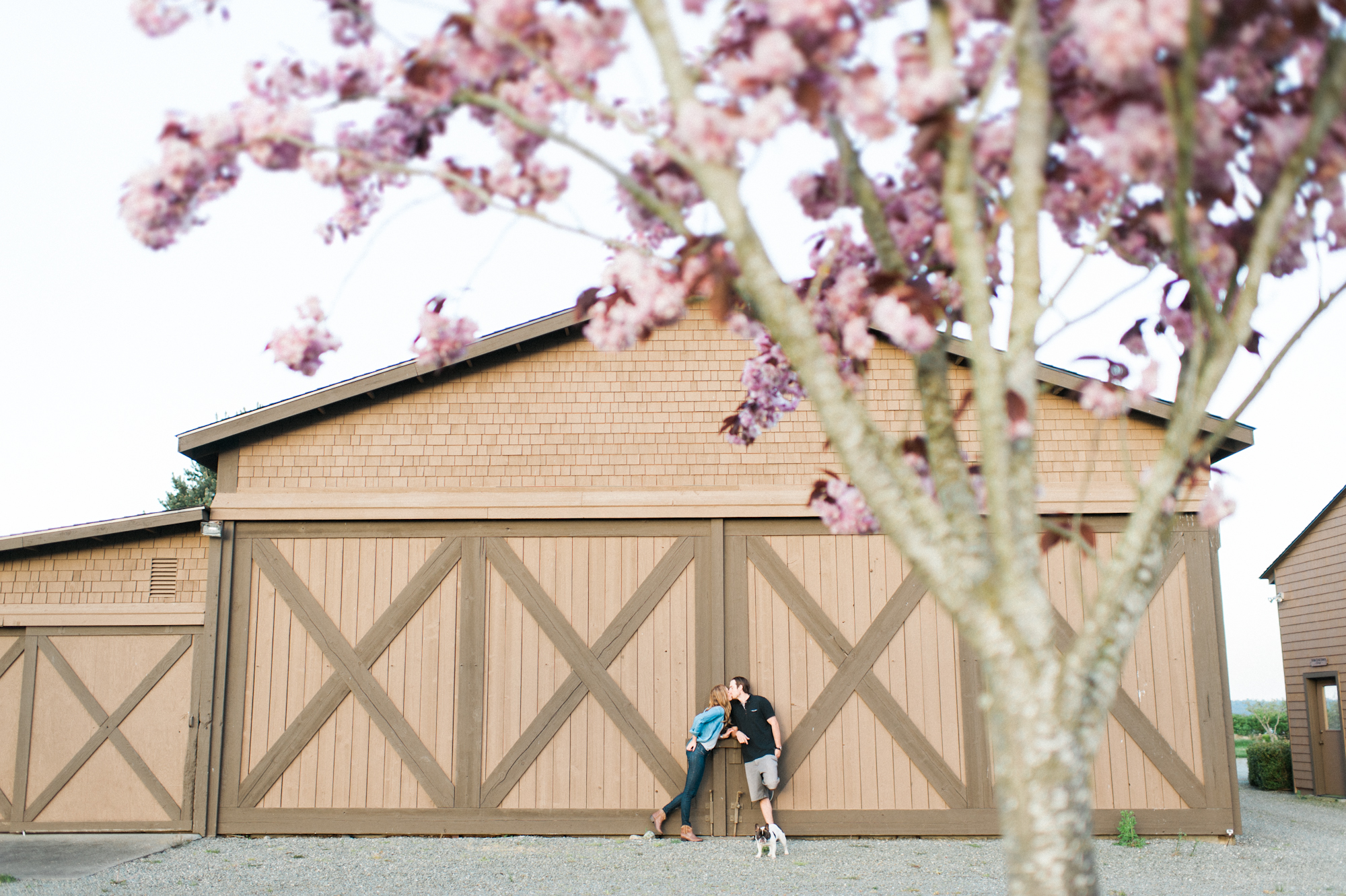 whidbey island engagement pictures  cherry blossoms