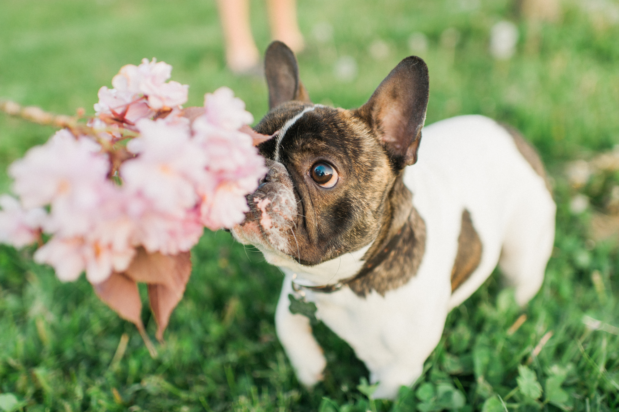 french bulldog cherry blossom film photography