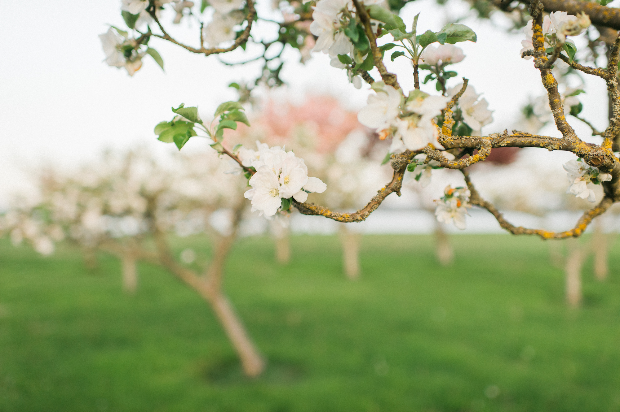 whidbey island cherry blossom photography