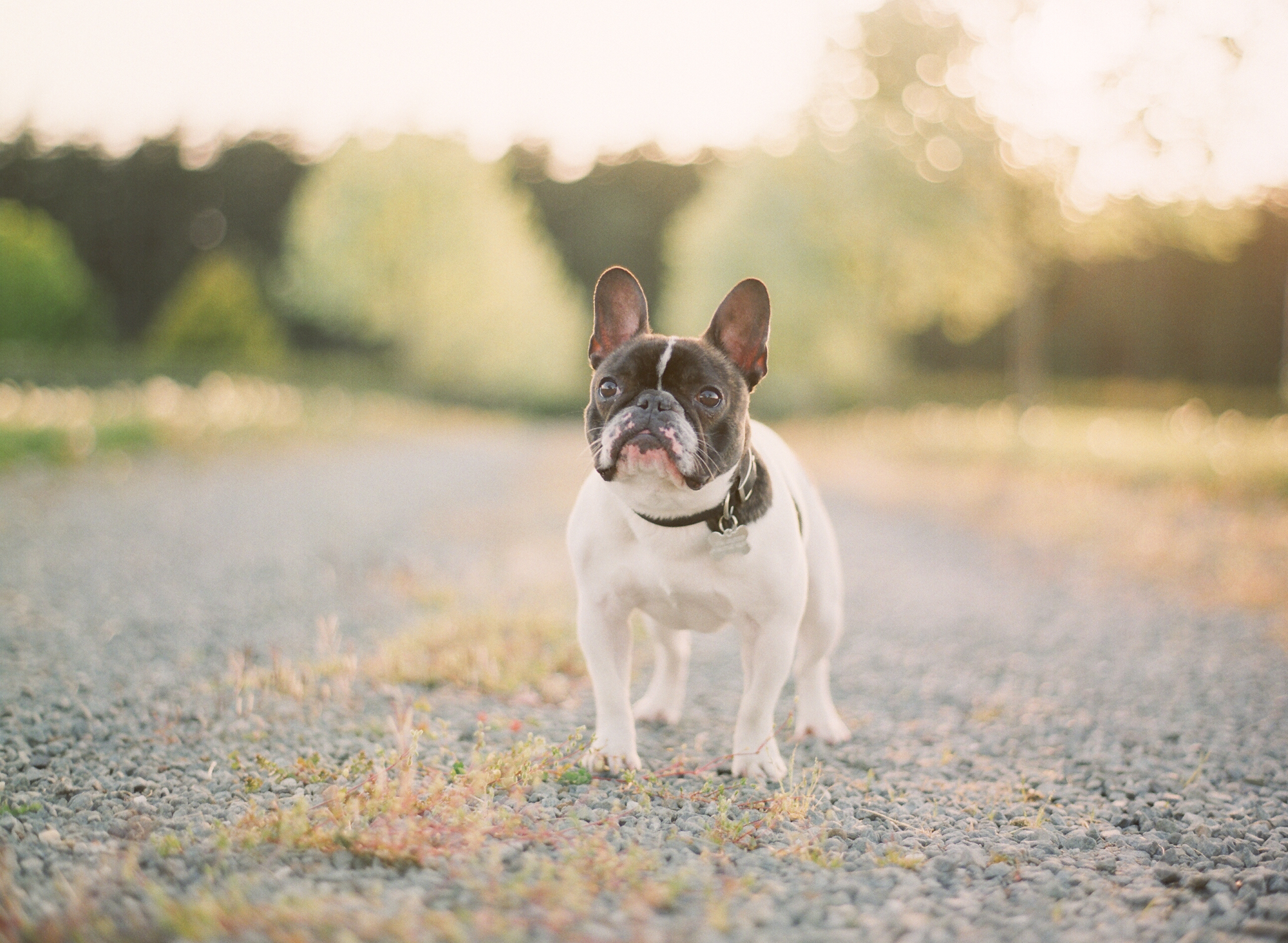 french bulldog fuji 400h film whidbey island