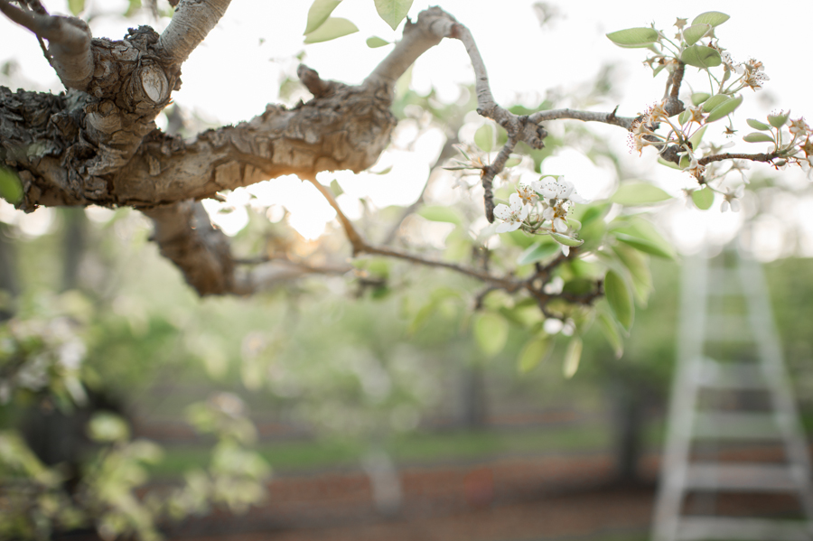 leavenworth wa orchard wedding film