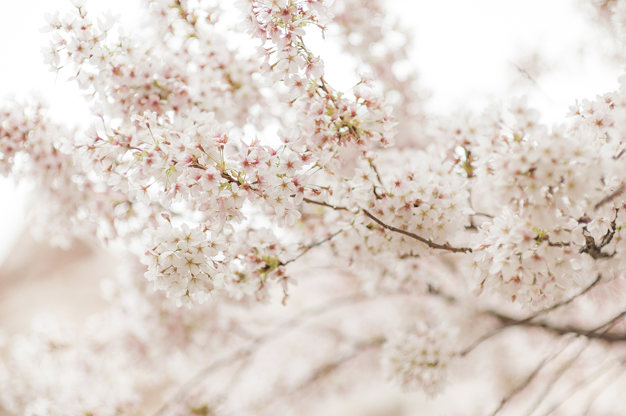 cherry-blossom-0200