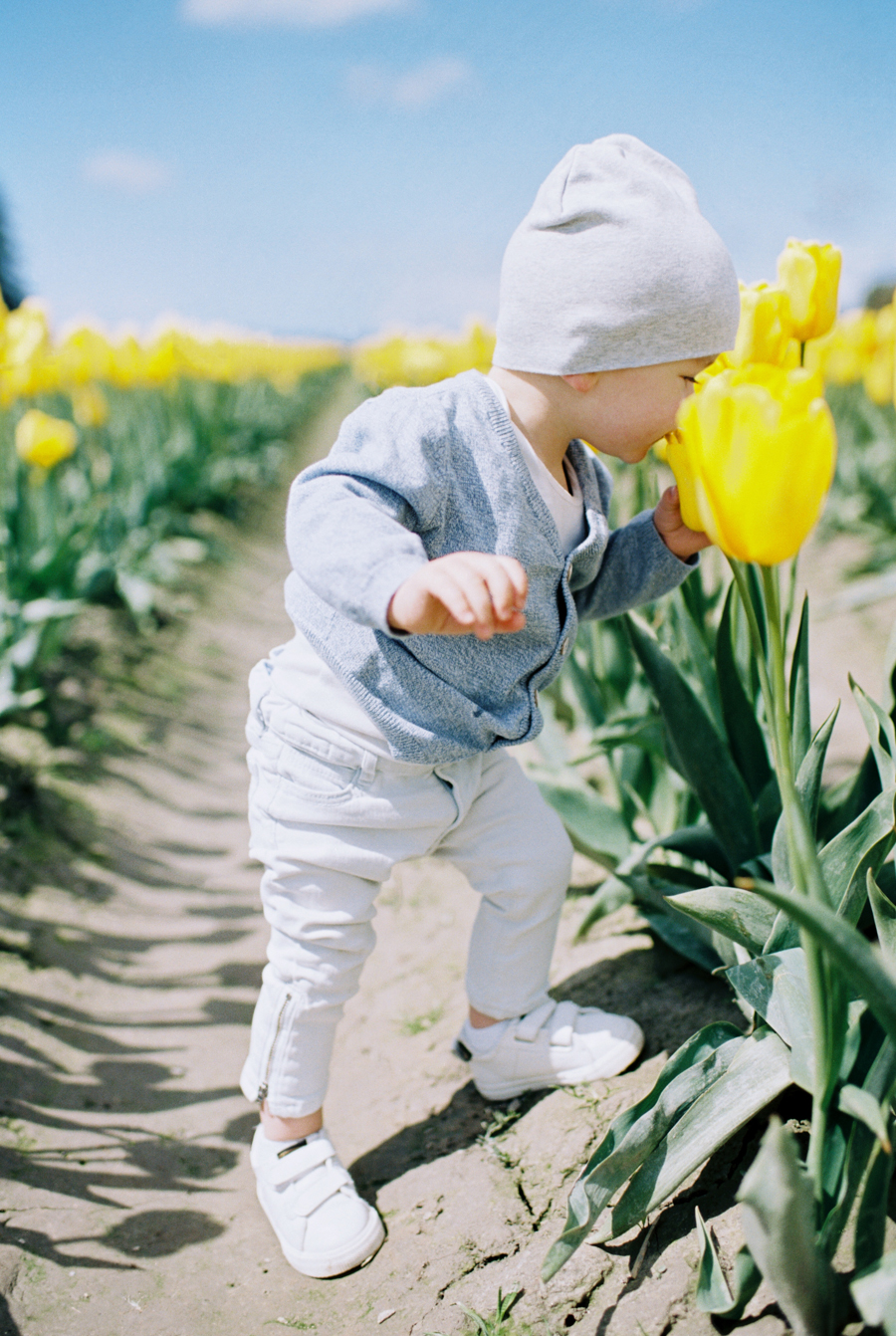 Baby-Tulip-Fields-WA-001