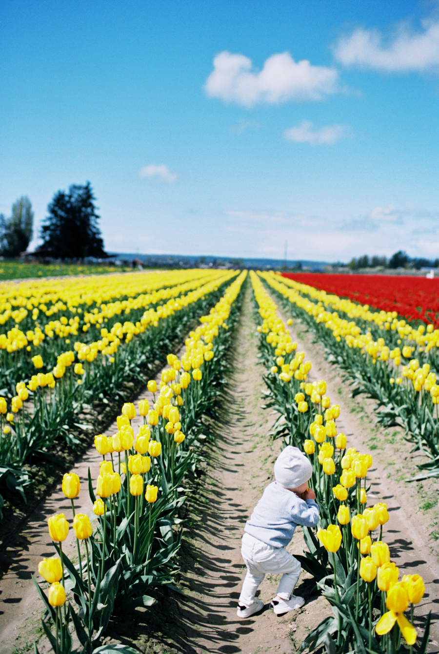 Baby-Tulip-Fields-WA-002