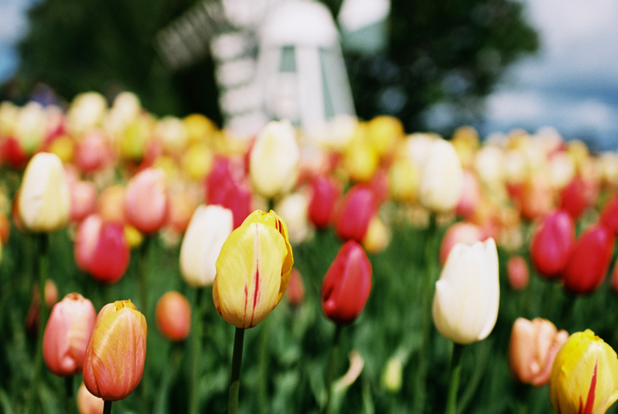 Baby-Tulip-Fields-WA-003