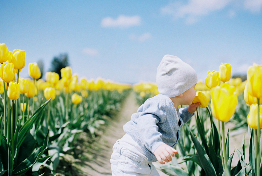 Baby-Tulip-Fields-WA-010