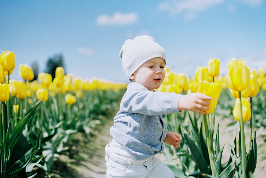 Baby-Tulip-Fields-WA-012