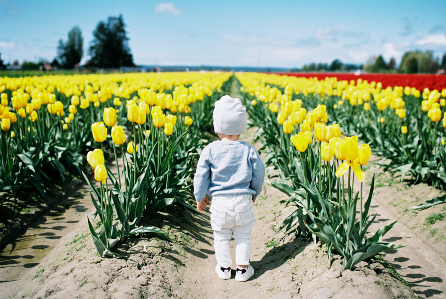 Baby-Tulip-Fields-WA-015