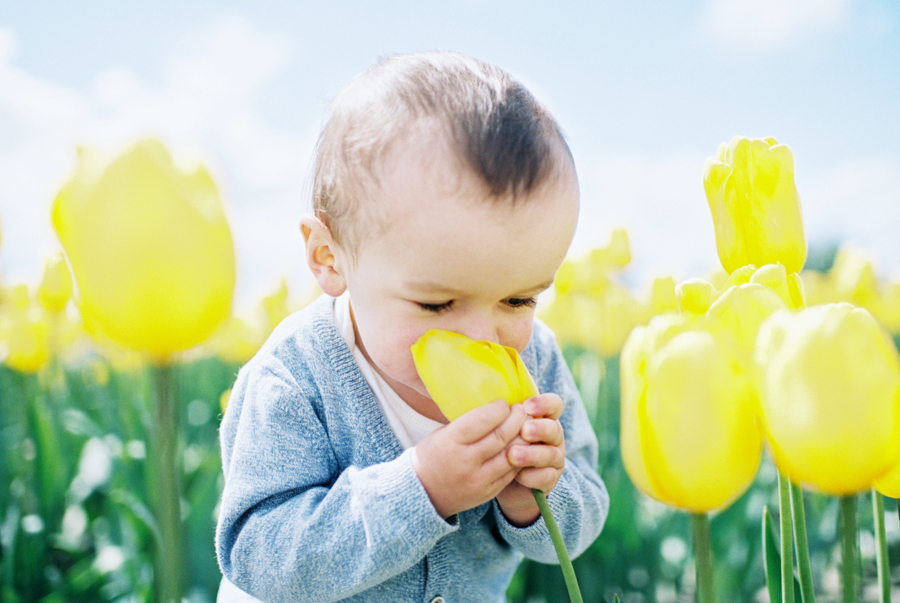 Baby-Tulip-Fields-WA-022