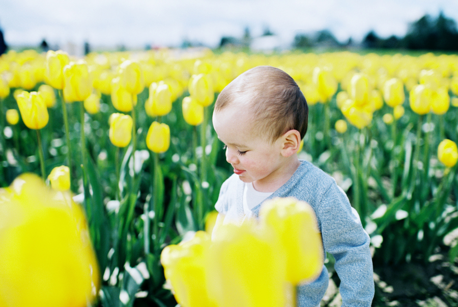 Baby-Tulip-Fields-WA-025