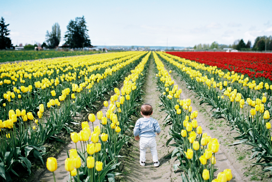 Baby-Tulip-Fields-WA-026