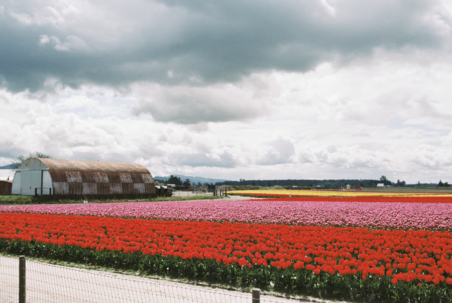 Skagit Valley Tulip Festival Photos on Film portra 160