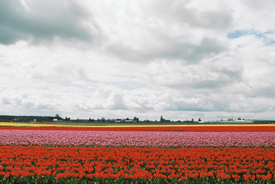 Baby-Tulip-Fields-WA-030