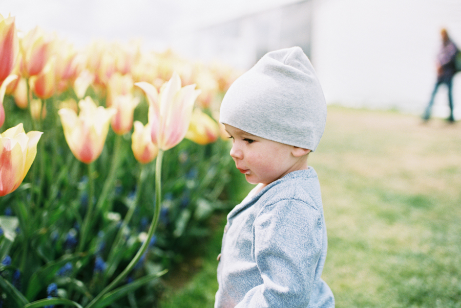 Baby-Tulip-Fields-WA-031