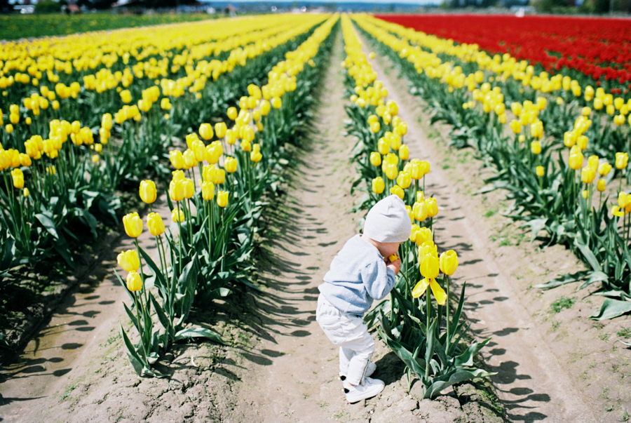 Baby-Tulip-Fields-WA-032