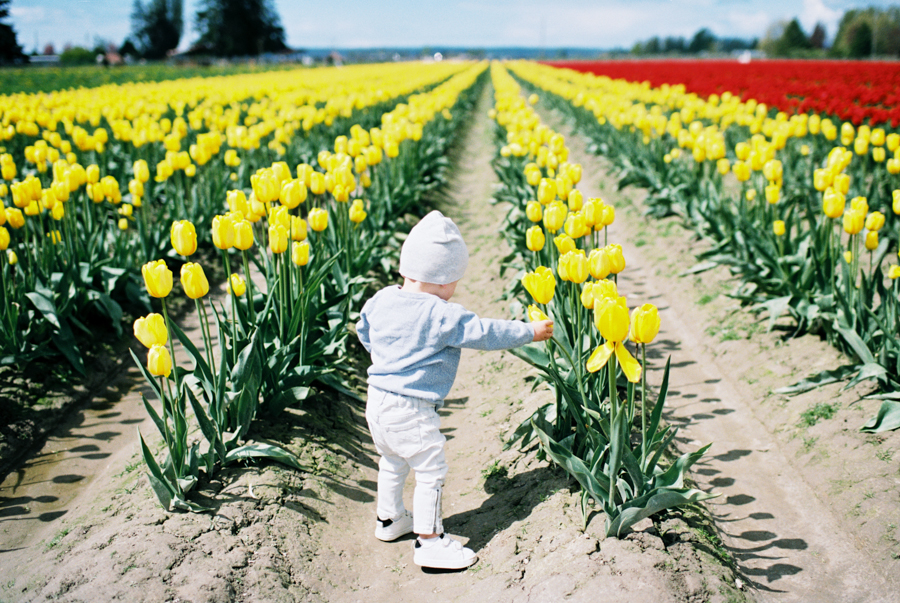 Baby-Tulip-Fields-WA-033