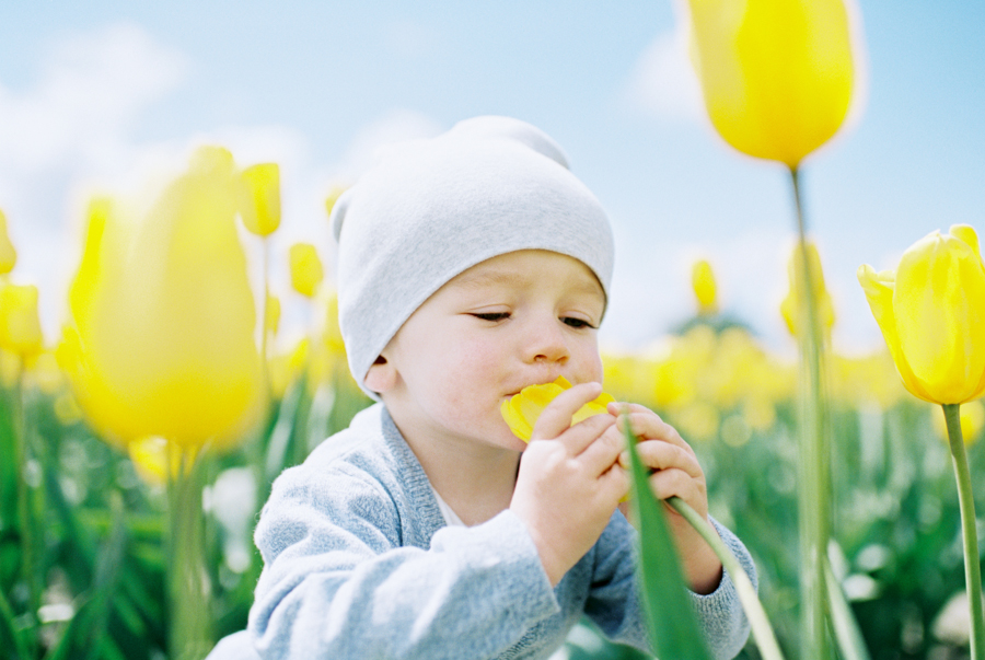 Skagit Valley Tulip Festival Photos on Film portra 160