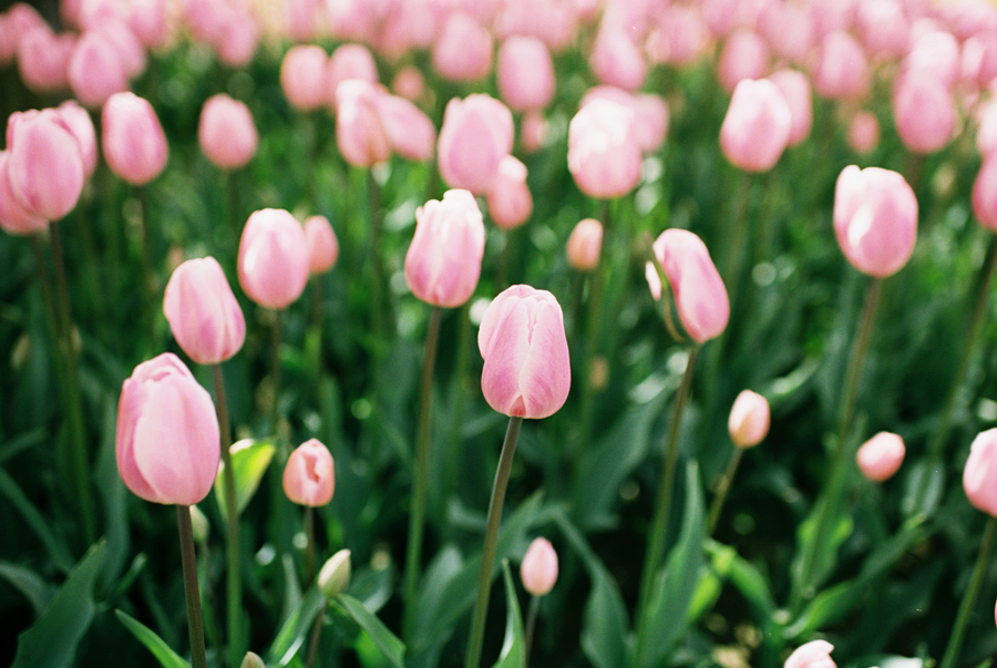 Skagit Valley Tulip Festival Photos on Film portra 160