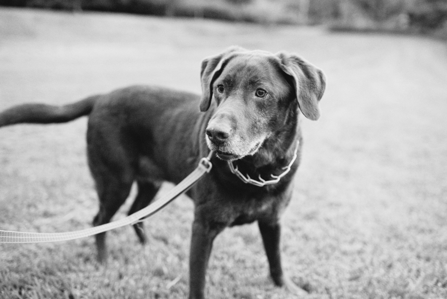 seattle-engagement-photos-film-dog040