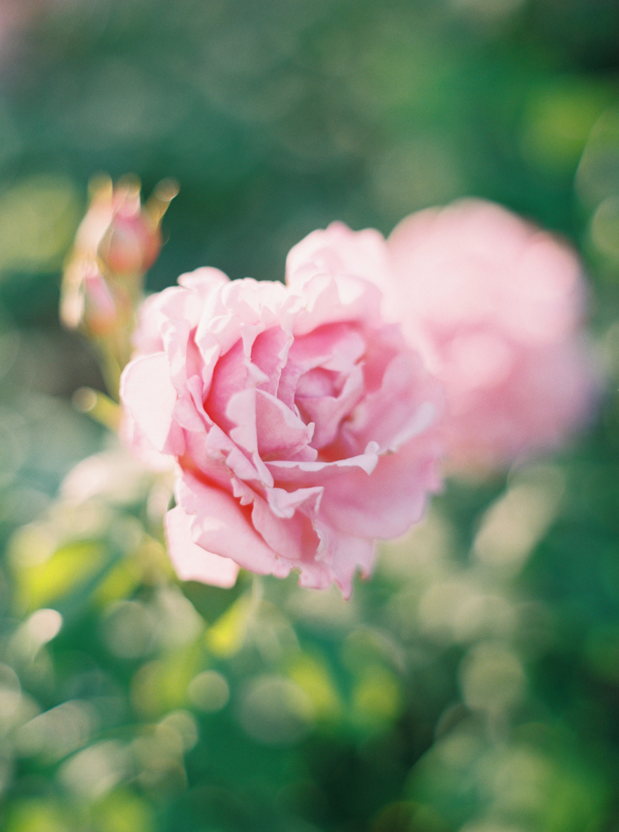 Seattle-Engagement-Photos-Rose-Garden0019