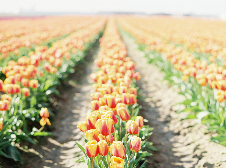 seattle-family-photographer-film-tulips-042