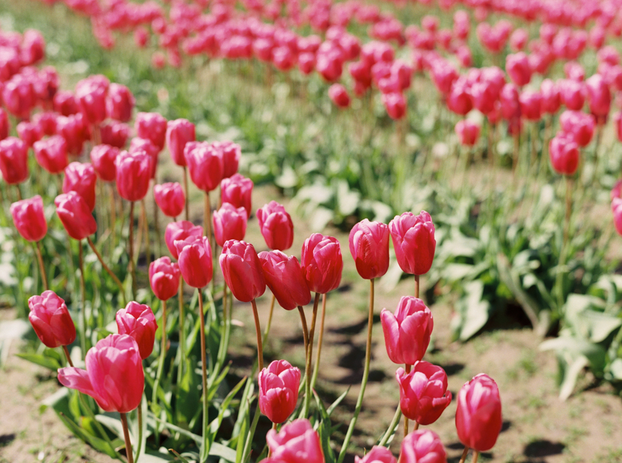 seattle-family-photographer-film-tulips-049